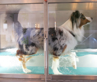 Dog on Underwater Treadmill