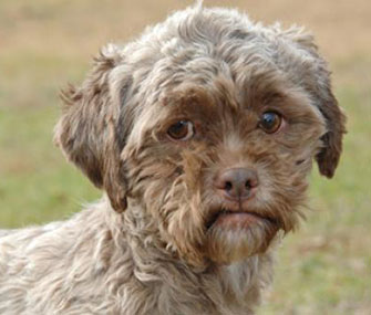 Tonik, famous for his human-like face, is up for adoption.