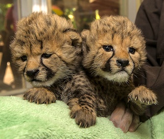 San Diego Zoo Safari Park cheetah cub sisters
