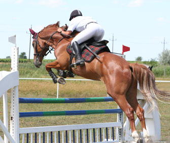 horse show jumping