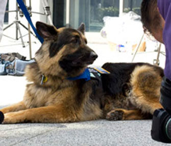 Bear, of Texas, received the National Hero Dog Award from the Society for the Prevention of Cruelty to Animals of Los Angeles.