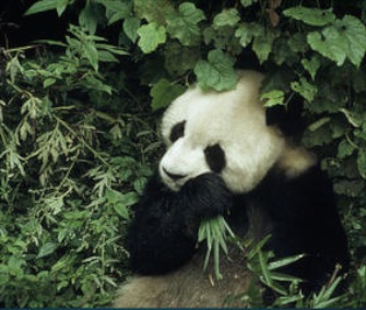 A new report from the Chinese government finds a jump in the wild giant panda population.