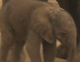 Baby elephant