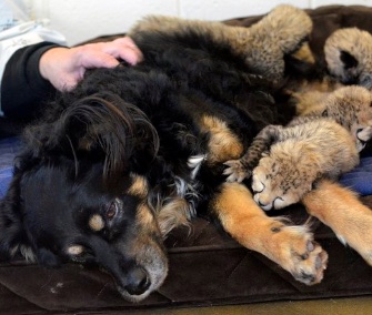 Blakely, an Australian Shepherd, cuddles with the Cincinnati Zoo's cheetah cubs.