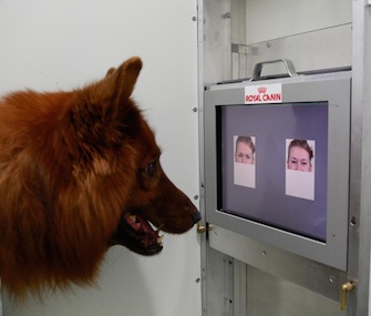 The dogs in the study used screens to identify happy and angry human faces.