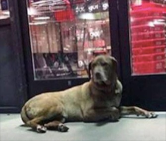 Zaley, a chocolate Lab, was found outside a pet store the day after she ran off from an accident scene.