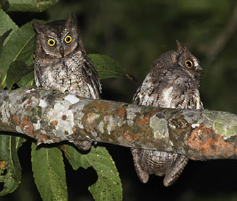 The Rinjani scops owl was discovered on the Indonesian island of Lombok.