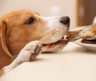 Dog trying to eat fish