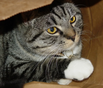 Cat in a paper bag