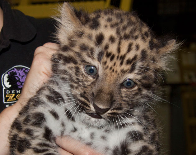 Amur Leopard Cub