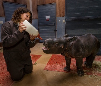 A 3-week-old greater one-horned rhino gets a bottle from keeper Jennifer Minichino at the San Diego Zoo Safari Park.