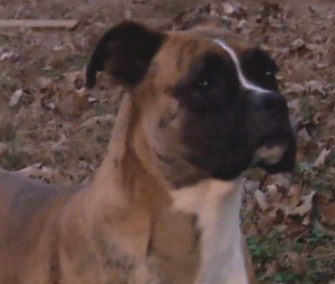 Angelina's owners say they were able to help save a neighbor from her burning home after their dog alerted them to the fire.