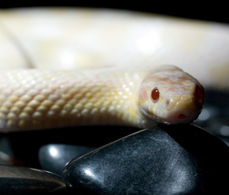 Corn Snake
