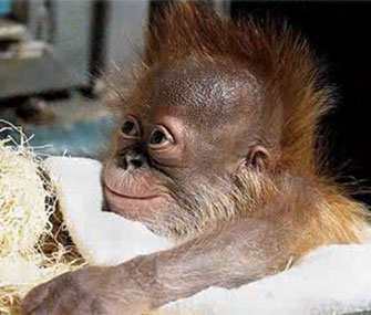 A baby orangutan born at Zoo Atlanta has been slowly reunited with his mom.