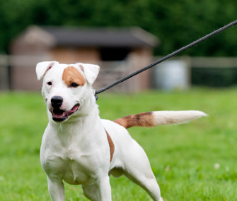 dog barks at other dogs