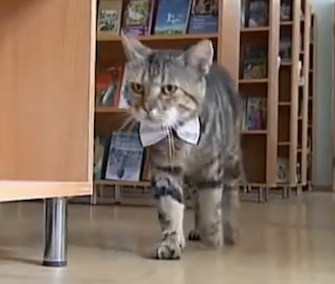 Kuzma wanders through the shelves at a library in Russia.