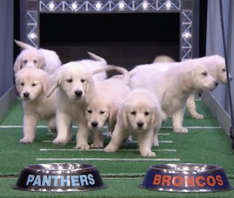 Jimmy Fallon's Golden Retriever Puppy Predictors went for the Denver Broncos.