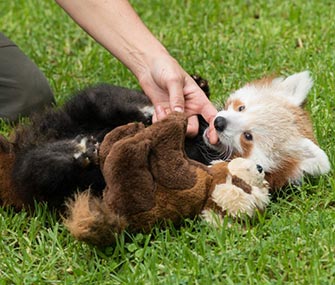 Chai was rejected by her mom but is thriving under her vet's care.