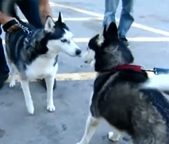 Siberian Husky sisters China and Asia were finally reunited, four years after they were stolen from their Texas backyard as puppies.