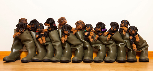 Record-breaking Doberman puppies