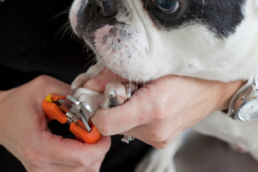 7 Steps for Grooming Your Pet at Home