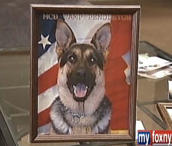 Rex the military dog