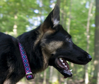 Dublin Dog Collar