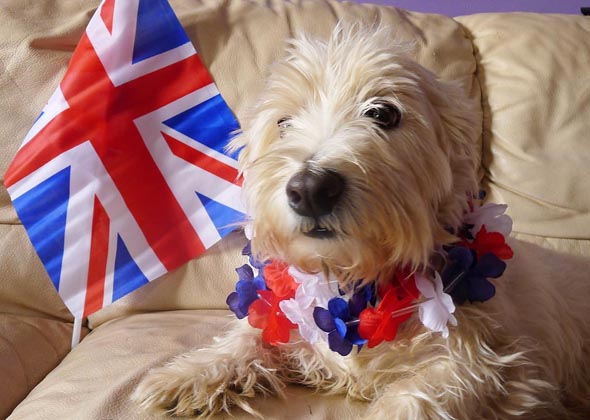 Dogs Dress Up for the Queen's Diamond Jubilee