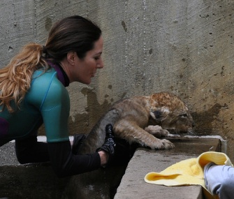 Keeper Kristen Clark helps male lion cub Right Rib out of the water at the National Zoo.