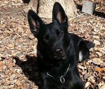 Vito, German Shepherd rescue dog