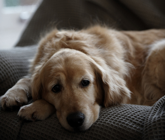 Sad dog