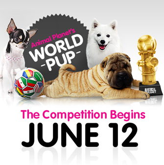 World Pup competition