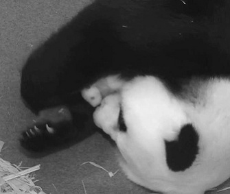 Mei Xiang cradles her baby girl.