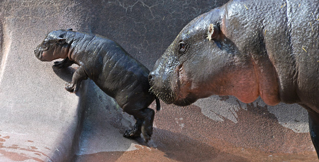 pygmy hippo