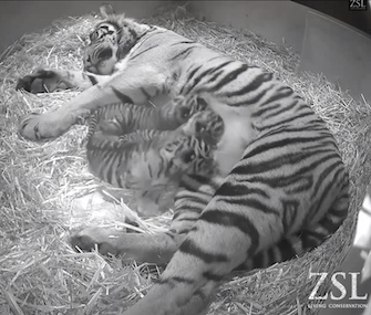 Three Sumatran tiger cubs were born last month at the London Zoo.
