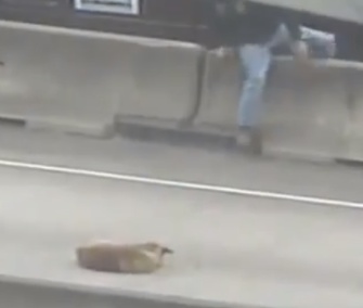 A Good Samaritan rescued a badly injured dog from the HOV lane of a Texas highway.