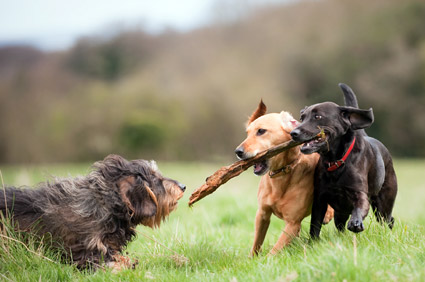 3 Dogs Playing in Dog Park
