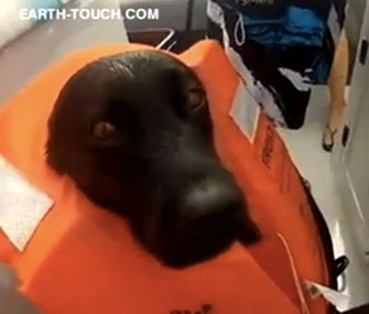 Kira the Labrador Retriever loves to swim with dolphins.