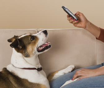 Taking photo of a dog