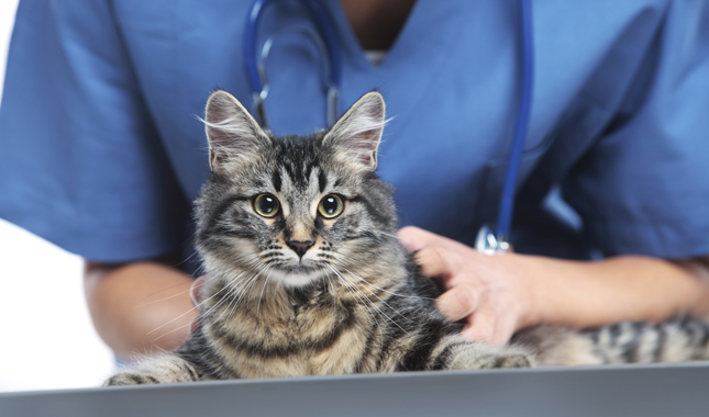 cat with a vetenarian