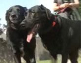 Black lab guide dog