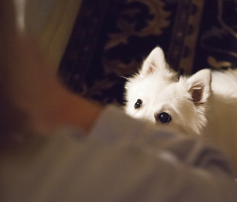 Dog waiting for treat