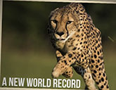Sarah the cheetah breaks her own world record in the 100-meter dash