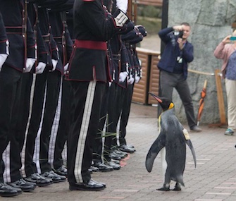 Nils Olav inspects the troops at Edinburgh Zoo after being promoted to brigadier.