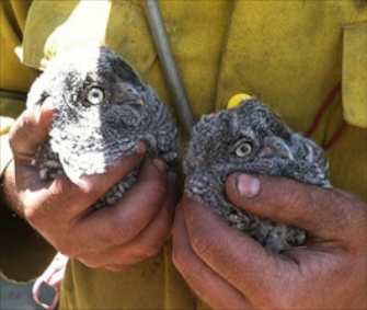 A pair of Western screech owlets was saved from a tree downed during a forest fire.