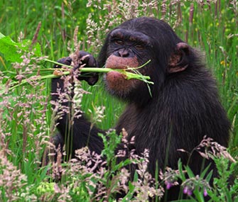 A chimpanzee eats plants
