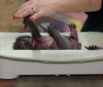 Keepers at the Bristol Zoo in the U.K. are hand-rearing a newborn gorilla.