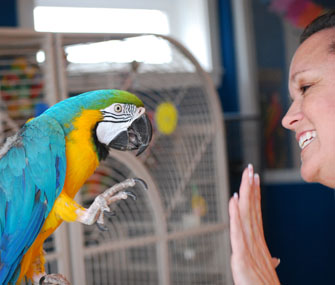 blue and gold macaw waving