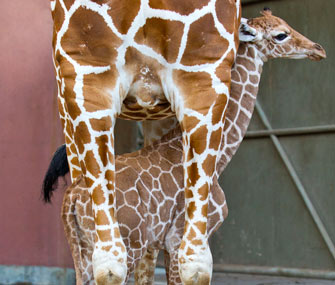 baby giraffe in Tampa