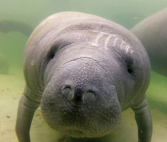 manatee in water with scars above eye